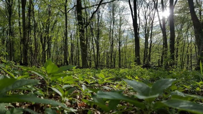 Bos natuur Bos natuur