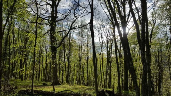 Omgeving bos Omgeving bos