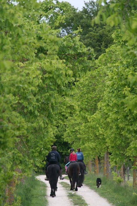 Ezels en paarden rit Ezels en paarden rit