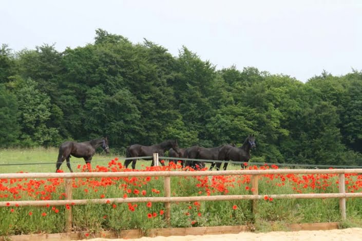 Wei in de zomer Wei in de zomer op natuurcamping DDCSC