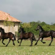 Paarden op Domaine du Cloitre Saint-Christophe