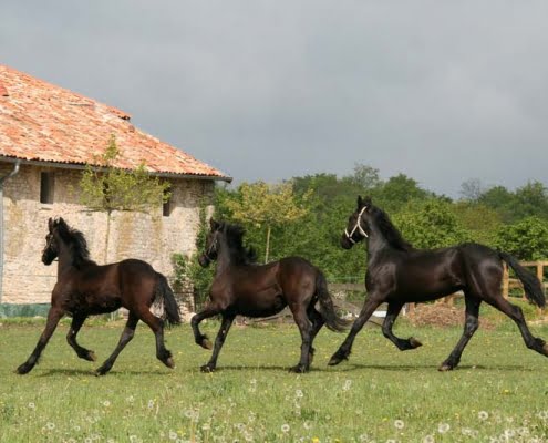 Paarden op Domaine du Cloitre Saint-Christophe