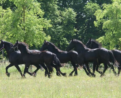 Paarden omgeving Paarden omgeving