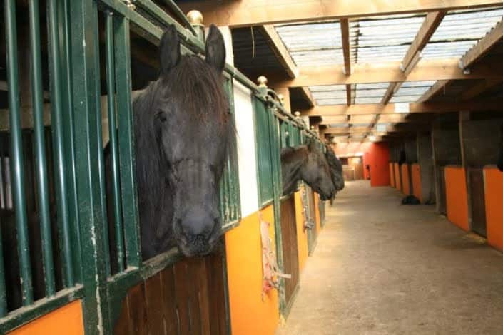 Paardenmanege Paardenmanege